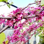 Judášovec strukový  (Cercis Siliquastrum), výška: 300-360 cm, obvod kmeňa 8/10cm, kont. C45L (-18°C) - NA KMIENKU